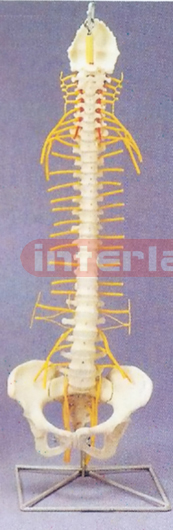 MEDICAL RIGID SPINE WITH PELVIS AND NERVES.